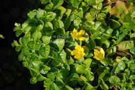 Image result for Lysimachia djalonis