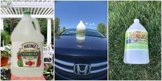Undiluted vinegar will have some reactions to the baking soda, though not enough to cause an issue. 23 Outdoor Uses For Vinegar Gardens Vehicles And More Outside Uses The Thrifty Couple