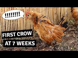 We did not find results for: Baby Rooster S First Crow Mille Fleur D Uccle Cockerel Youtube