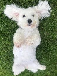 We understand the special role your pet plays in your family and are dedicated to becoming your partner mobile vet to pet in clermont, fl is a full service companion animal hospital. Vet On The Hill Thevetonthehill Twitter