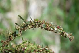 Image result for Ammannia aegyptiaca