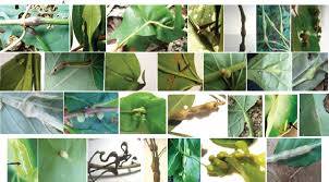 Image result for Dicliptera carvalhoi