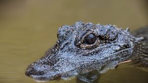 Are Crocodiles Faster On Land Or In Water? - Quora