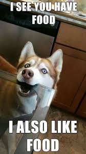 This Dog Memes Just Made My Day Erratic Memes Dogsmemes Puppy Pet Love Cute Pets Dog In 2020 Funny Animal Memes Funny Animals Animal Memes Funny Dogs