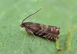 Image result for Cydia strobilella