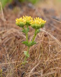 Image result for Sebaea