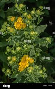 Image result for Pentanema indicum