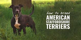 The american staffordshire terrier makes a wonderful companion for a. How To Breed American Staffordshire Terriers Health Litter Size Faq