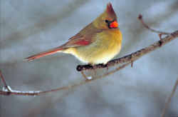 And at times she also assists with the modesty of her gentler sex. Illinois State Bird Northern Cardinal