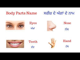 Body Parts In Punjabi Youtube