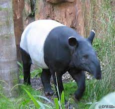 Sebagian besar permainan utama dapat ditelusuri kembali ke inggris di mana mereka ditemukan atau aturan olahraga yang diformalkan. Nama Latin Dan Inggris 100 Hewan Fauna Indonesia Alamendah S Blog