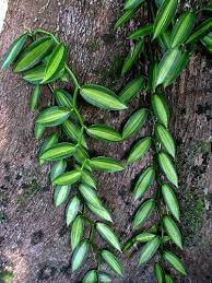 The freshest tasting vanilla comes from the vanilla bean produced by the vanilla orchid (vanilla plainifolia). The Vanilla Bean Orchid Finegardening