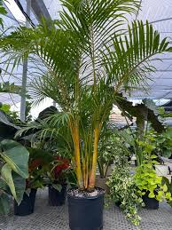 Image result for Dypsis lutescens