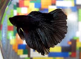 Alibaba.com offers 883 fighter fish products. Chinese Fighting Fish Black Betta Fish Betta Siamese Fighting Fish