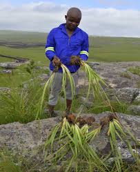 Image result for Callilepis laureola