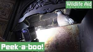 Trapped Bird Rescued From A Chimney Youtube