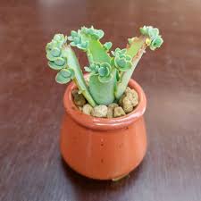 Image result for Kalanchoe lateritia