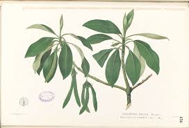 Image result for Bruguiera