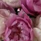 New England Peonies Open Day event image
