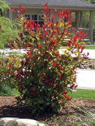 × fraseri), and this article focuses on photinia × fraseri, which is the hybrid between p. How To Prune Red Tip Photinia Hunker Red Tip Photinia Shade Plants Backyard