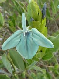 Image result for Ecbolium hastatum