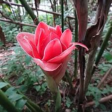 Image result for Etlingera elatior