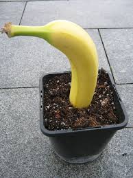Anzucht Die Banane Wird Mit Dem Runden Teil Bis Zur Halfte In Nahrstoffarme Erde Gesteckt Das Ist Die Normal Banane Pflanzen Garten Anpflanzen Bananenpflanze