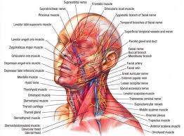 nerves muscles of the head neck muscle anatomy muscle