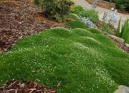 We did not find results for: Moss Grab Bag Selected Perfect For Your Growing Zone Sloped Garden Landscape Design Plant Outdoor