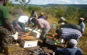 Image result for Leptactina papyrophloea