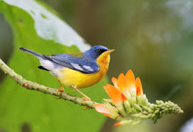 Image result for Hippocratea parvifolia