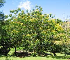 Image result for Limeum pterocarpum