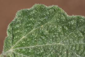 Image result for Chrozophora plicata