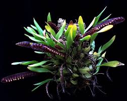 Image result for Bulbophyllum falcatum