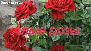 я подарю тебе розу ра ра розу ра розу Alye Rozy Pesnya Rvet Dushu Youtube