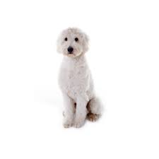 Goldendoodle puppies for sale in houston texas. Goldendoodle Puppies Houston Tx Petland Katy