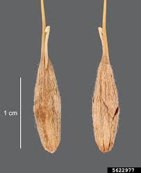 Image result for Strophanthus sarmentosus