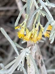 Image result for Geigeria schinzii