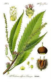 File Illustration Castanea Sativa0 Clean Jpg Botanical Illustration Botanical Prints Botanical Painting