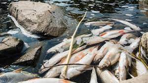 Energoaqua as financial information, fundamentals and company reports including full balance sheet, profit and loss, debtors, creditors, financial ratios company name: Becvu Otravily Kyanidy Podezrela Je Podle Posudku Firma Energoaqua Z Roznova Pod Radhostem Hospodarske Noviny Ihned Cz