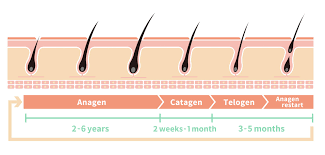 The growth of human hair occurs everywhere on the body except for the soles of the feet, the inside of the mouth, the lips, the backs of the ears, the palms of the hands, some external genital areas, the navel, scar tissue, and, apart from eyelashes, the eyelids. What Causes Hair Loss In Women And How To Treat It Elithair