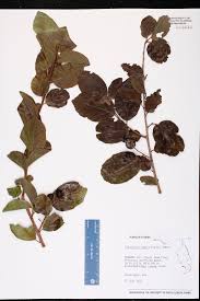 Image result for Flacourtia