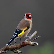 Un oiseau chante ne sais où. Les 5 Oiseaux Qui Chantent Le Mieux