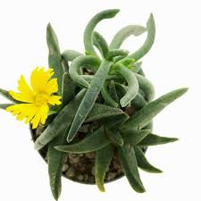 Image result for Hereroa glenensis