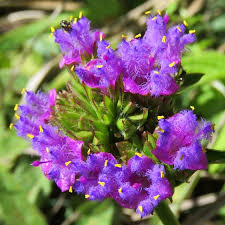 Image result for Conostomium natalense