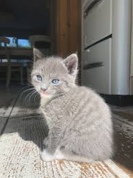 We did not find results for: Ocean Eyes Grey Kitten Kitten Eyes Cat With Blue Eyes