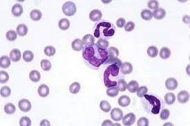 Check spelling or type a new query. White Blood Cells In Animals Circulatory System Veterinary Manual