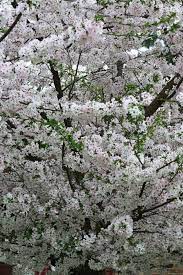 Maybe you would like to learn more about one of these? Flowering Cherry Trees Are Blooming Now