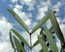 Image result for Pyrostria