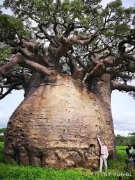 This could be the only web page dedicated to explaining the meaning of back (back acronym/abbreviation/slang word). The Tree Of Life Baobab Or Reniala Is A Prehistoric Species Dated Back To Over 200 Million Years Ago Reniala Means M Weird Trees Unique Trees Baobab Tree